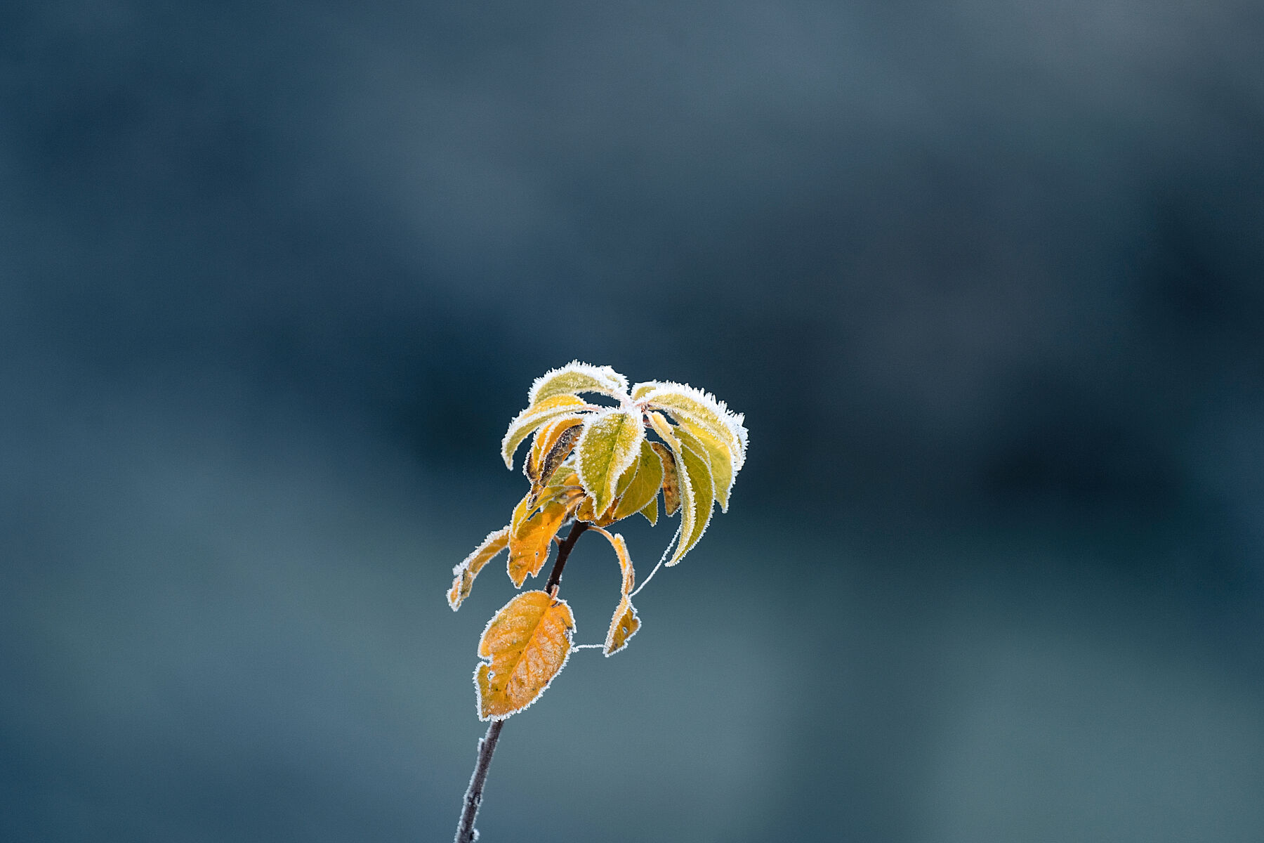 Fragility