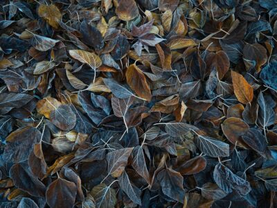 Change Of Seasons