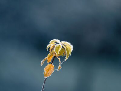 Fragility